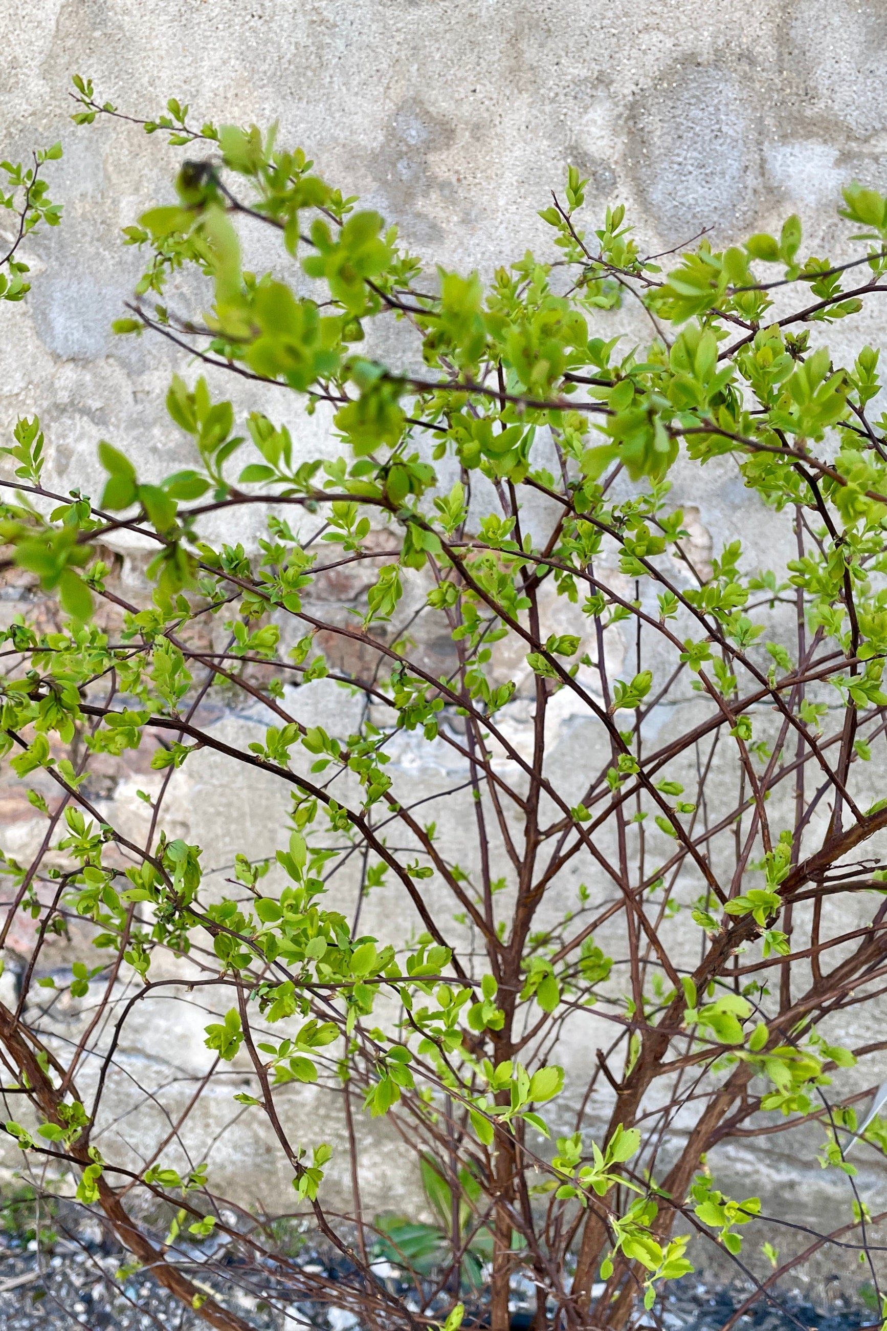 Up close detail of the early spring march buds and start of leaves on the Spiraea 'Renaissance' ©Sprout Home 