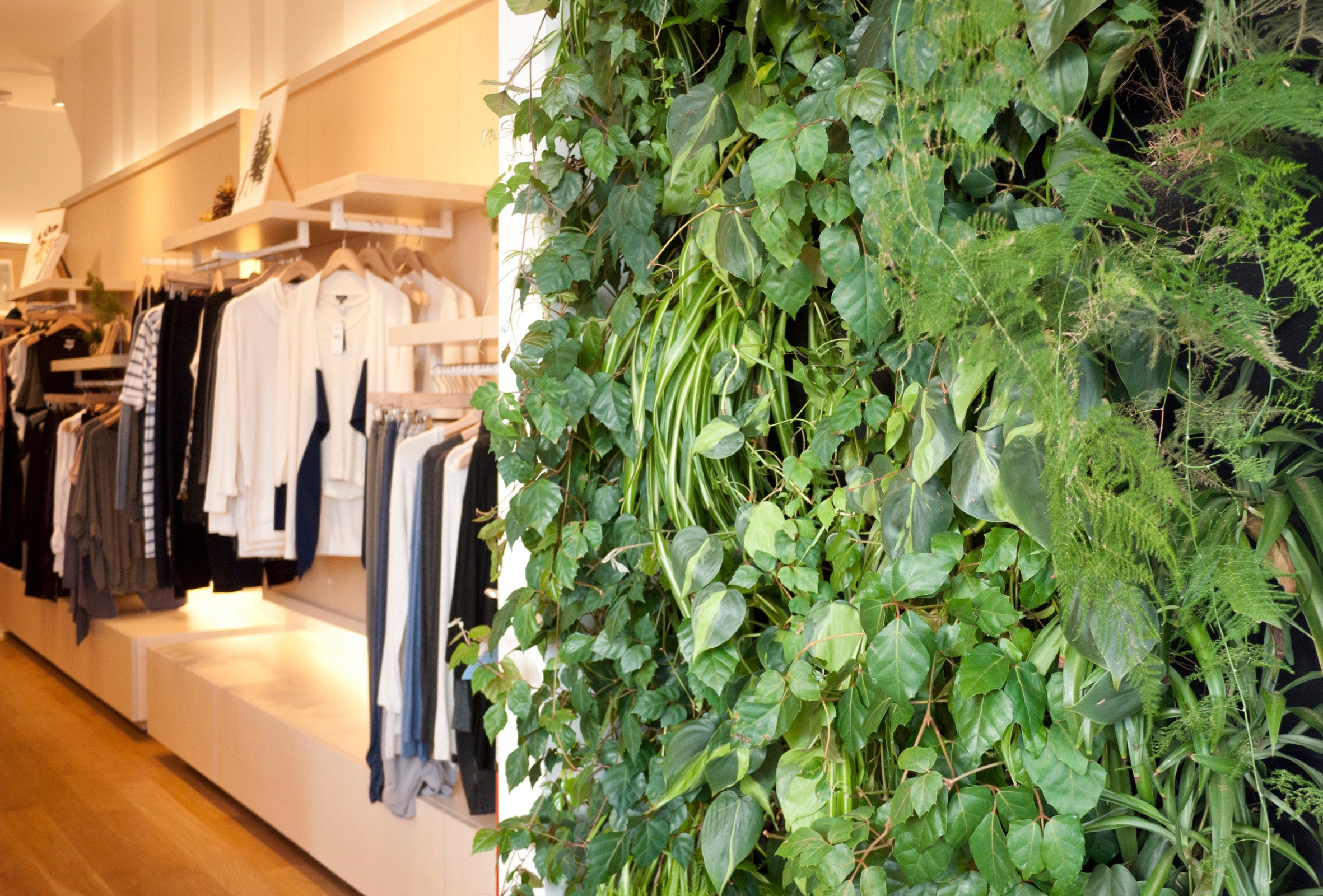Green wall at Splendid the clothing store by Sprout-home