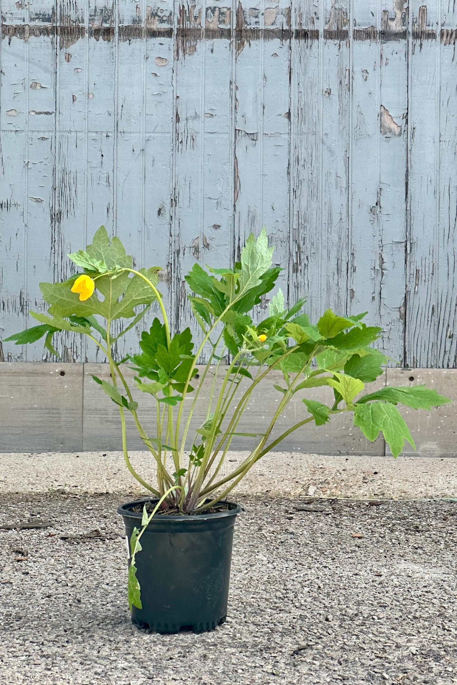 Stylophorum diphyllym in a #1 growers pot in bloom with nodding yellow flowers mid May at Sprout-home ©Sprout Home