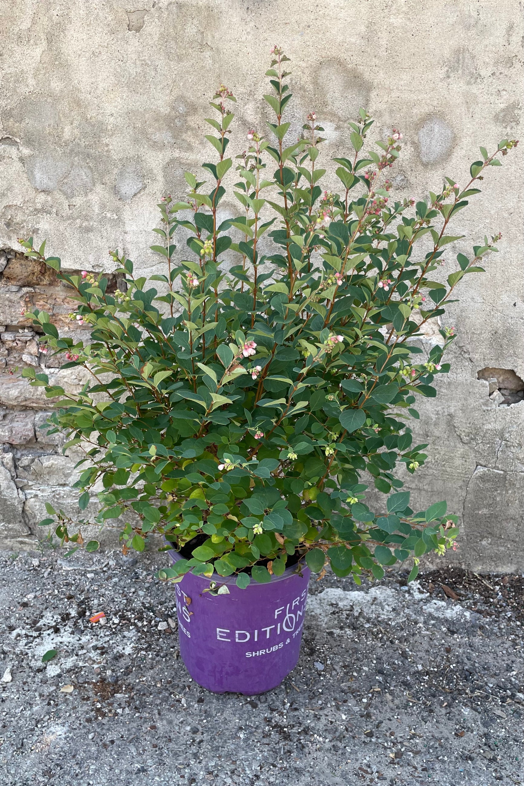 Symphoicarus 'Galaxy' in a #2 growers pot the middle/end of June in bud stage just starting to bloom.    ©Sprout Home
