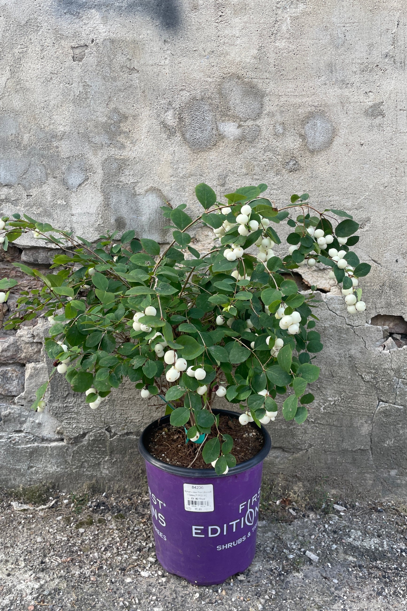 Symphoricarus d 'Galaxy'  in a #2 growers pot the beginning of September with its white berries  ©Sprout Home