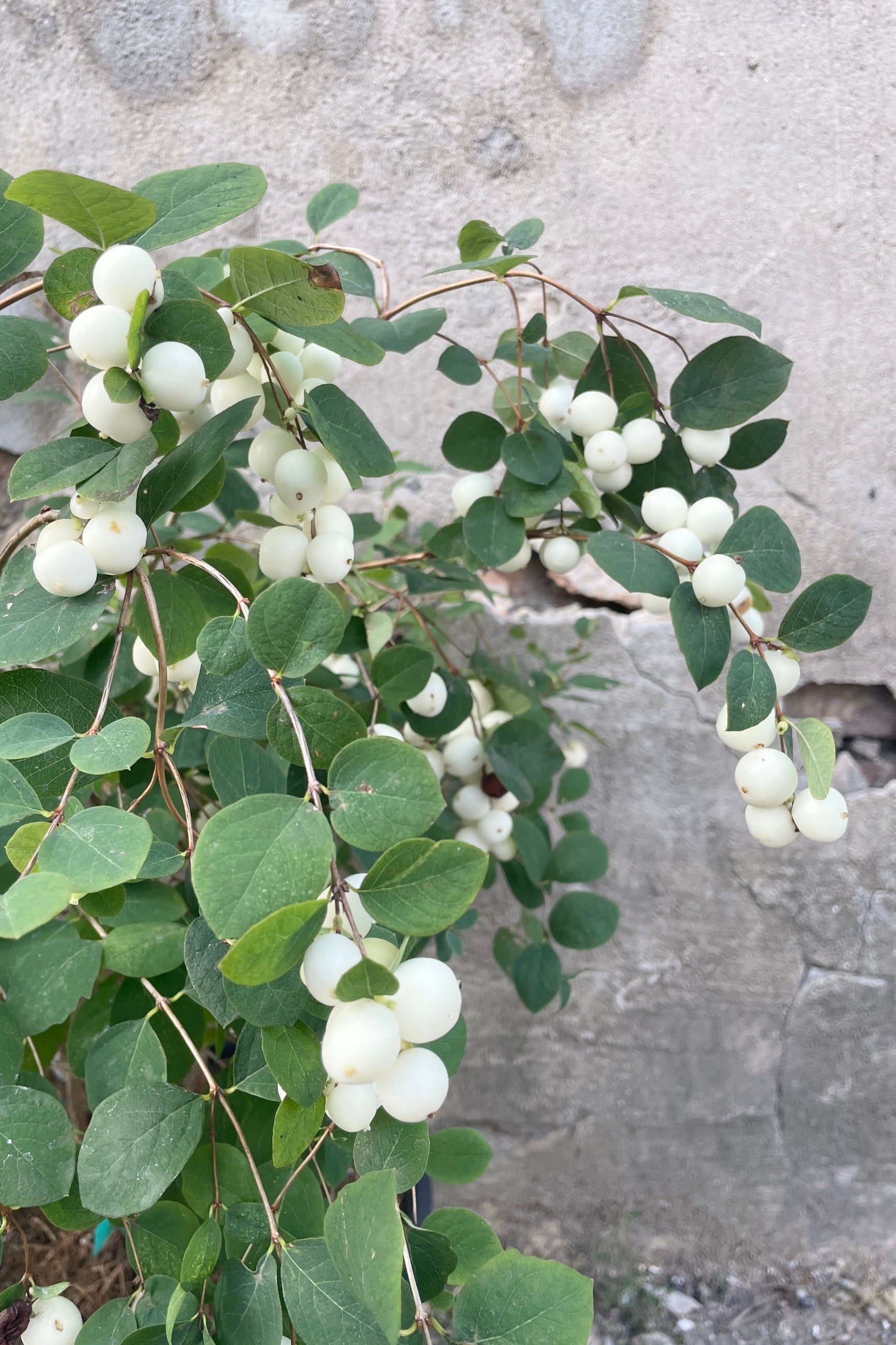 The bright white berries of Symphoricarus d 'Galaxy'  the beginning of September at Sprout-home ©Sprout Home