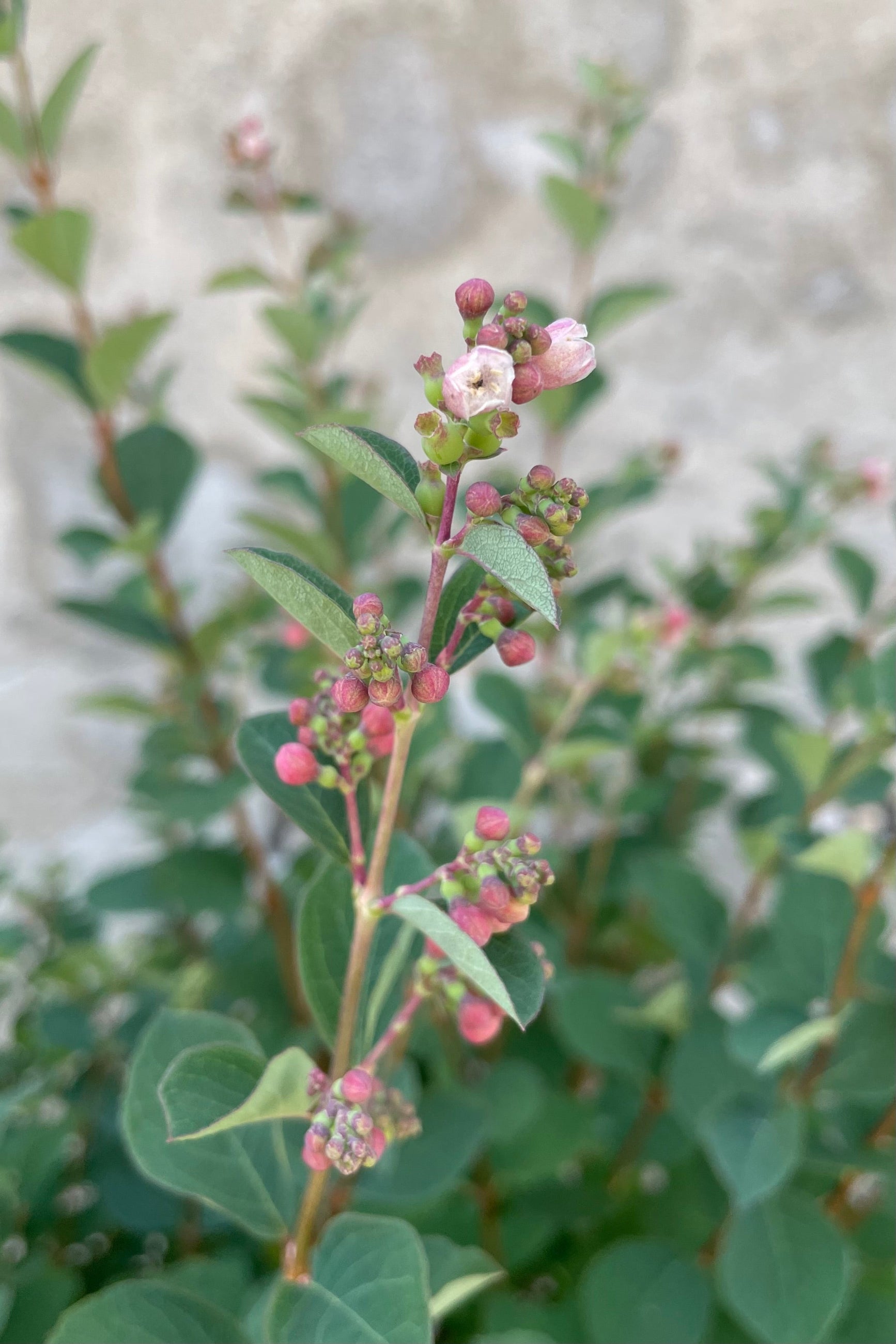 The bud and bloom of the Symphoricarus 'Galaxy' bush the middle / end of June.  ©Sprout Home