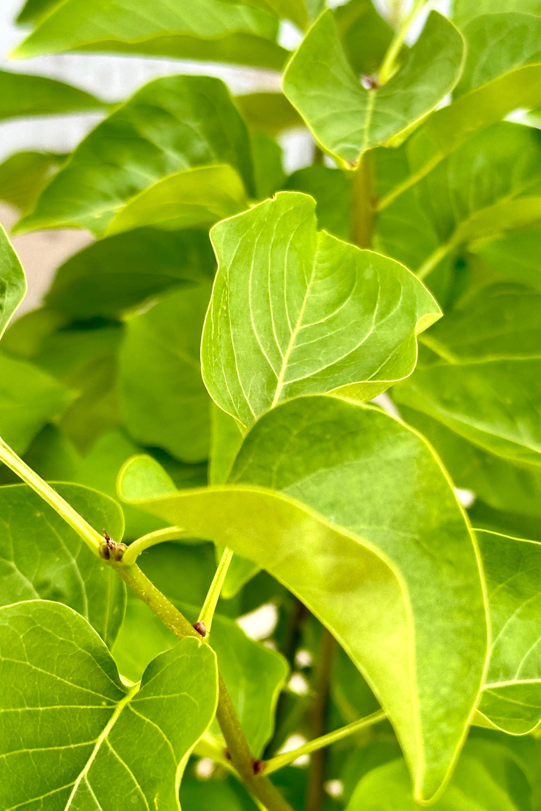 Detail o the green leaves of 'Madame Lemoine' lilac mid May at Sprout-home.  ©Sprout Home