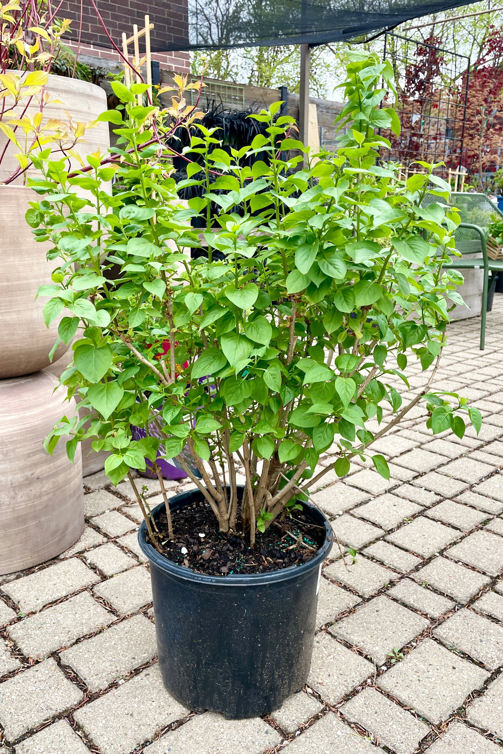 Syringa 'Common Purple Lilac' in a #3 growers pot the middle of April prior to blooming in the Sprout-home yard.    ©Sprout Home
