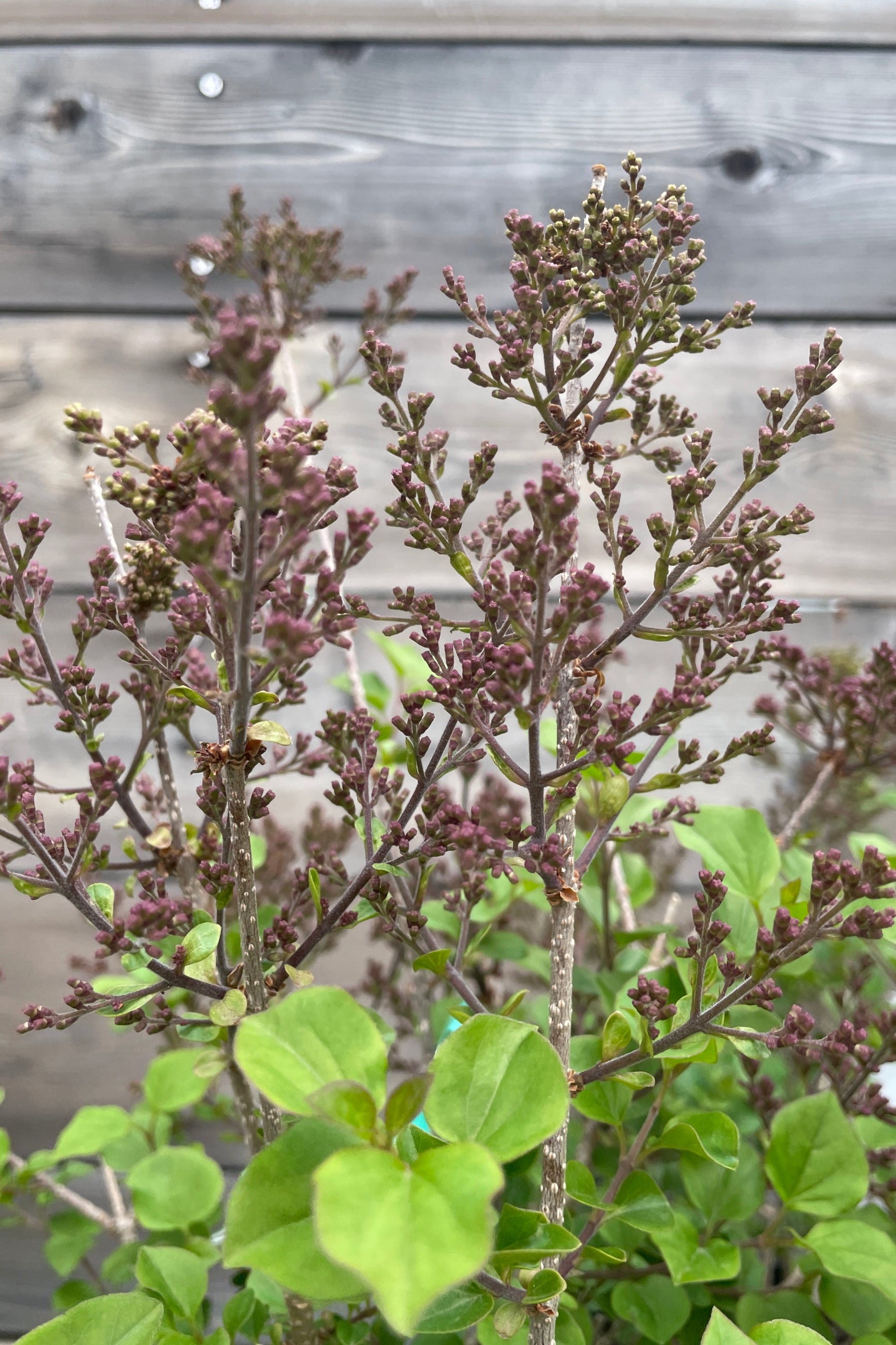 'Palibin' lilac in bud stage the end of April,  before blooming. ©Sprout Home
