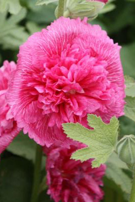 Alcea 'Charters Double' in bloom with a bright pink flower ©Hoffie Nursery