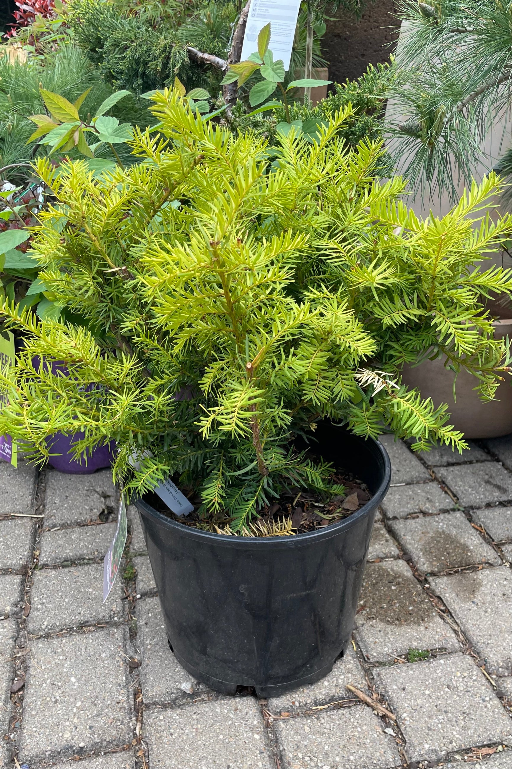 Taxus x media in a #3 growers pot the beginning of May showing fresh foliage.   ©Sprout Home