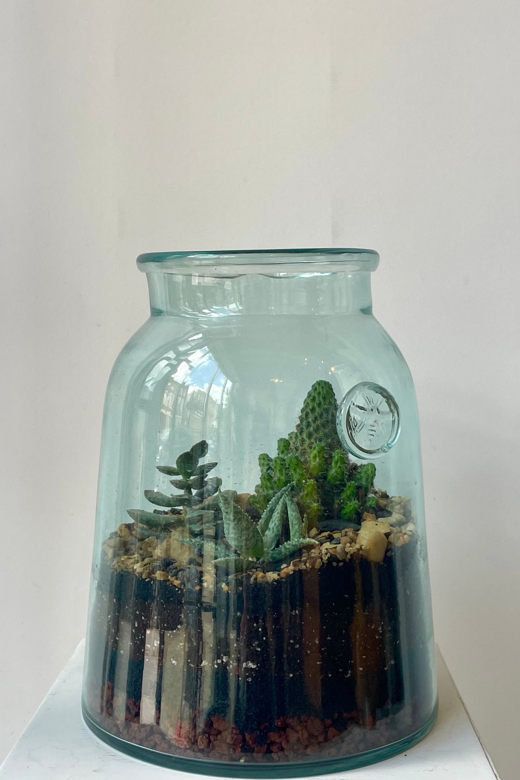 A glass terrarium in a white room planted with green succulent plants ©Sprout Home #style_desert