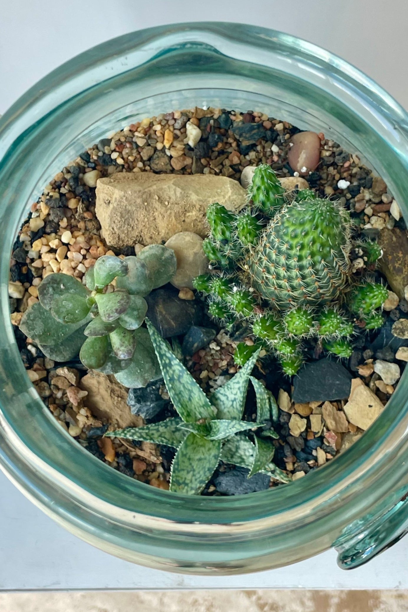 View looking down on a glass terrarium in a white room planted with green succulent plants ©Sprout Home #style_desert