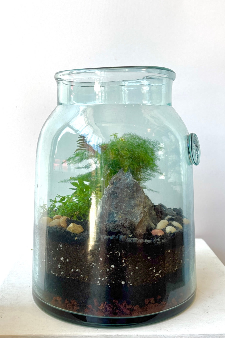 A glass terrarium in a white room planted with green textural ferns ©Sprout Home #style_foliage