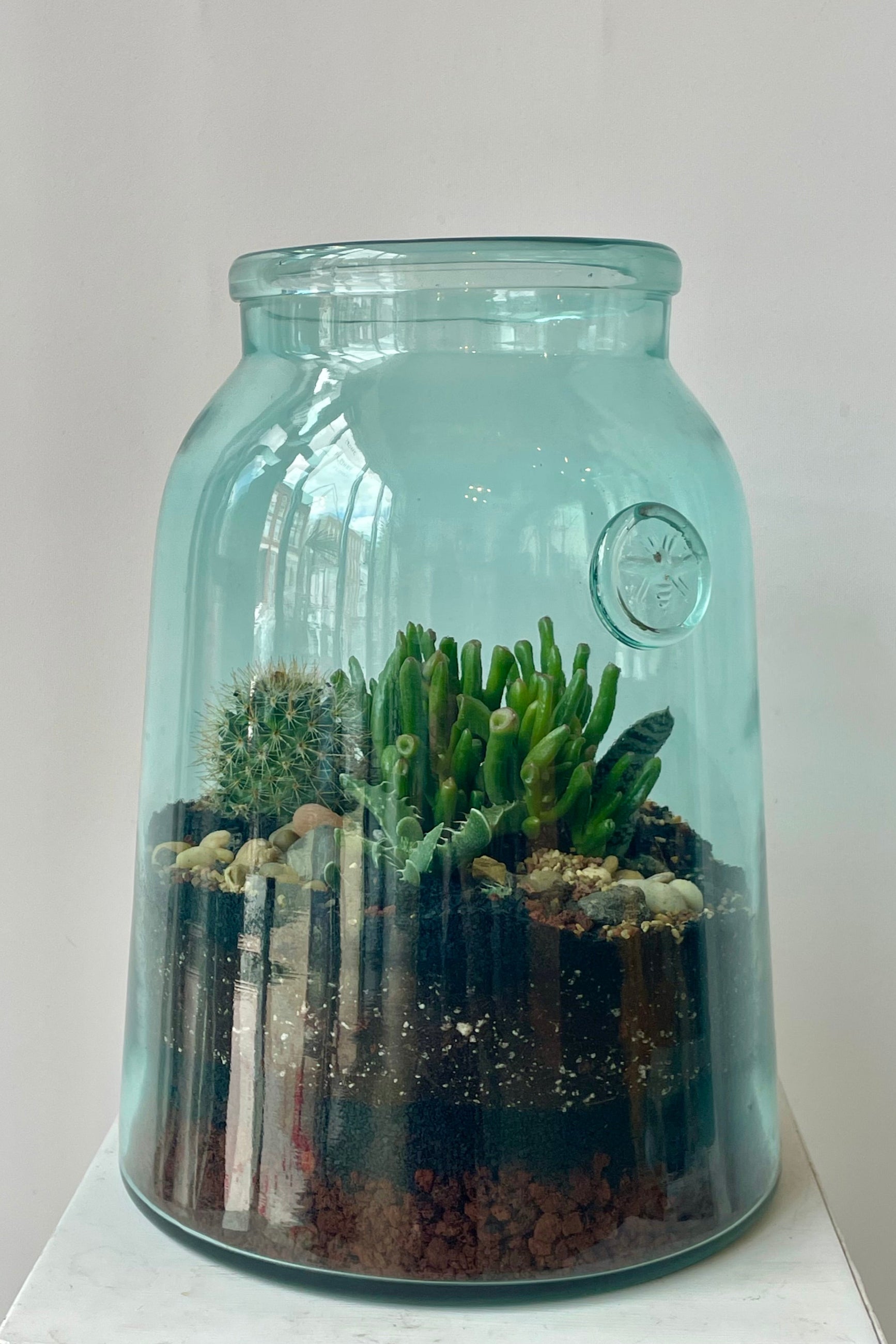 A glass terrarium in a white room planted with green succulent plants  ©Sprout Home #style_desert