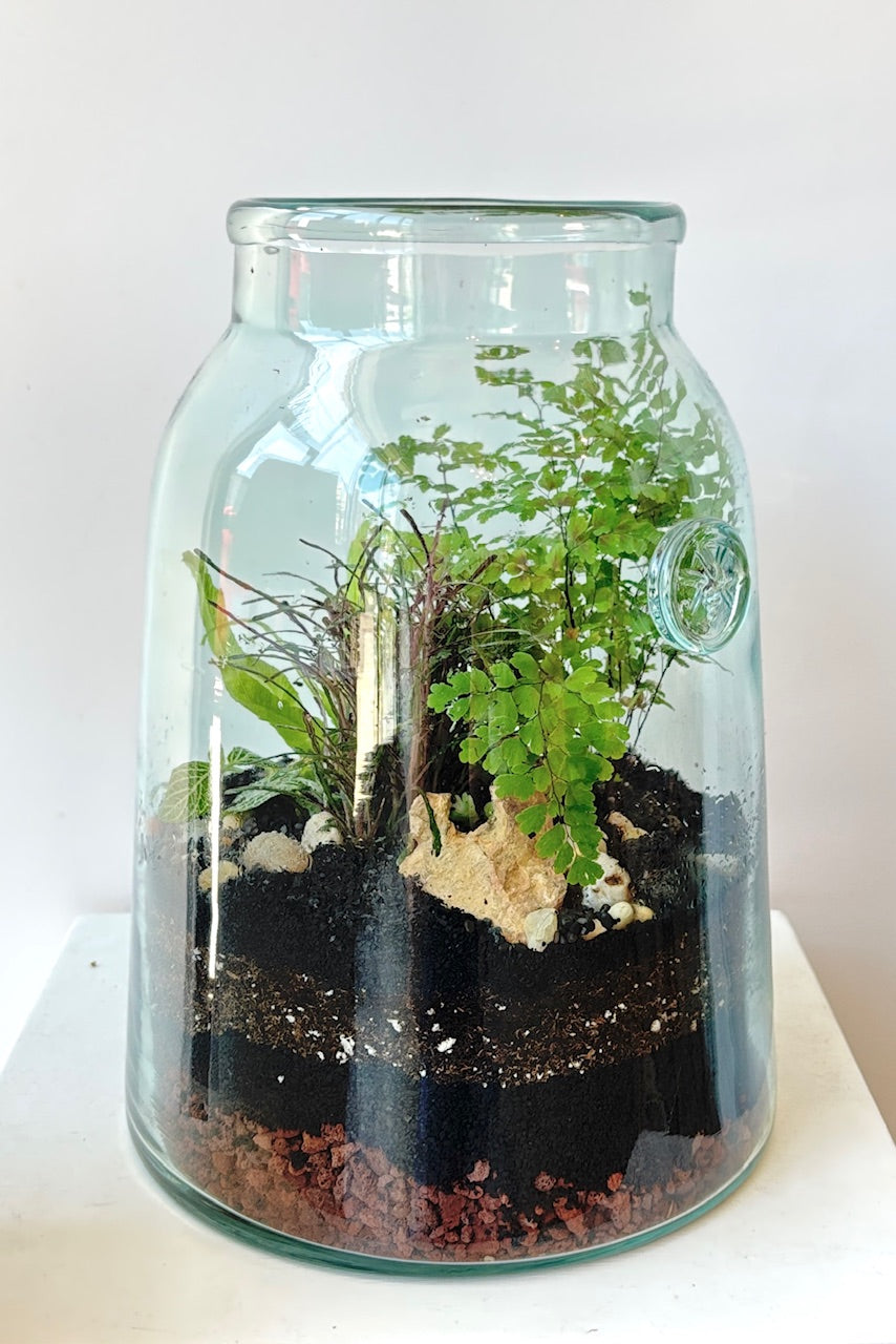 A planted terrarium with textural leaves in a white room ©Sprout Home #style_foliage