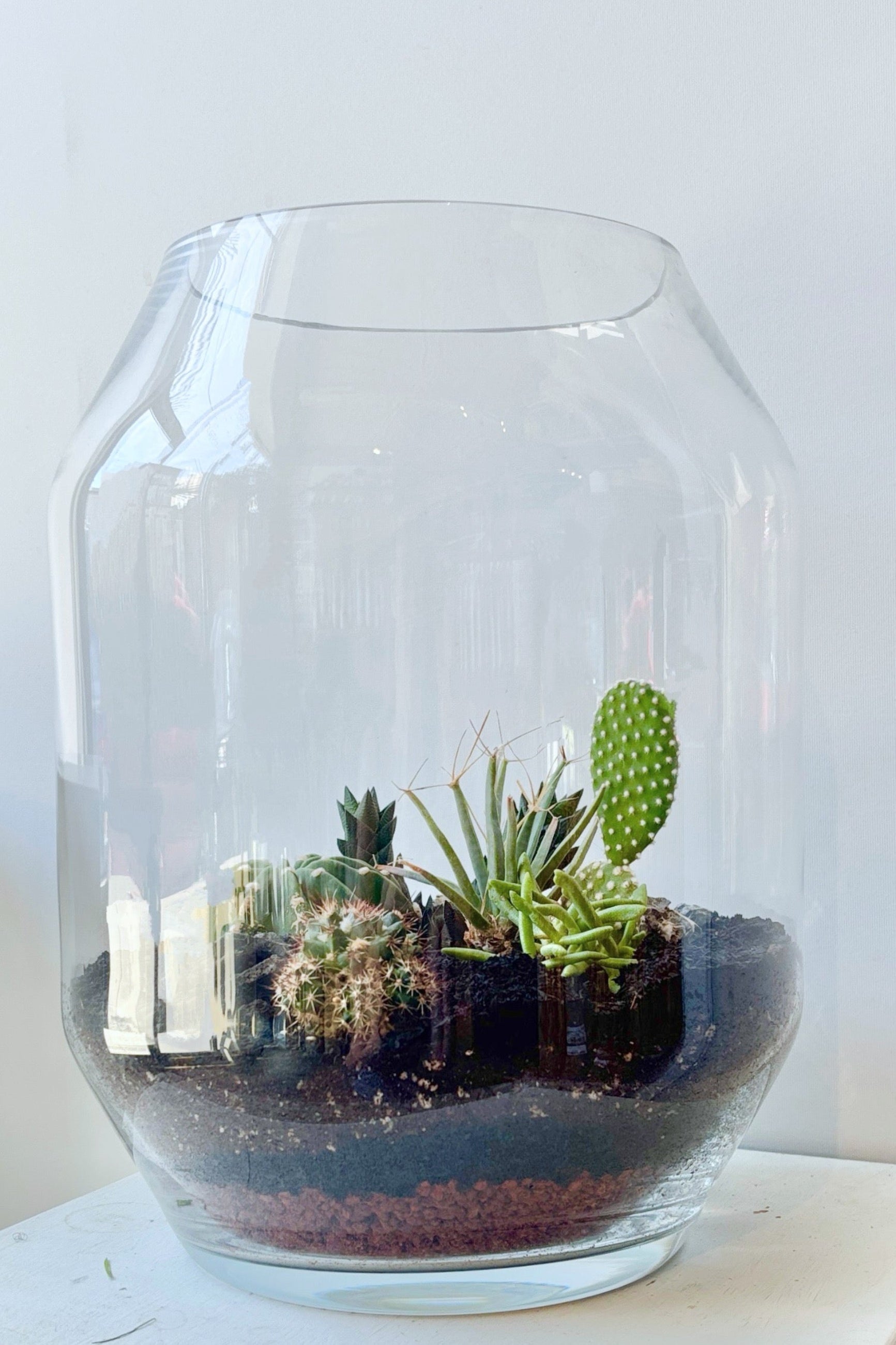 Dali small terrarium with succulents inside a clear glass container on a white surface ©Sprout Home #style_desert