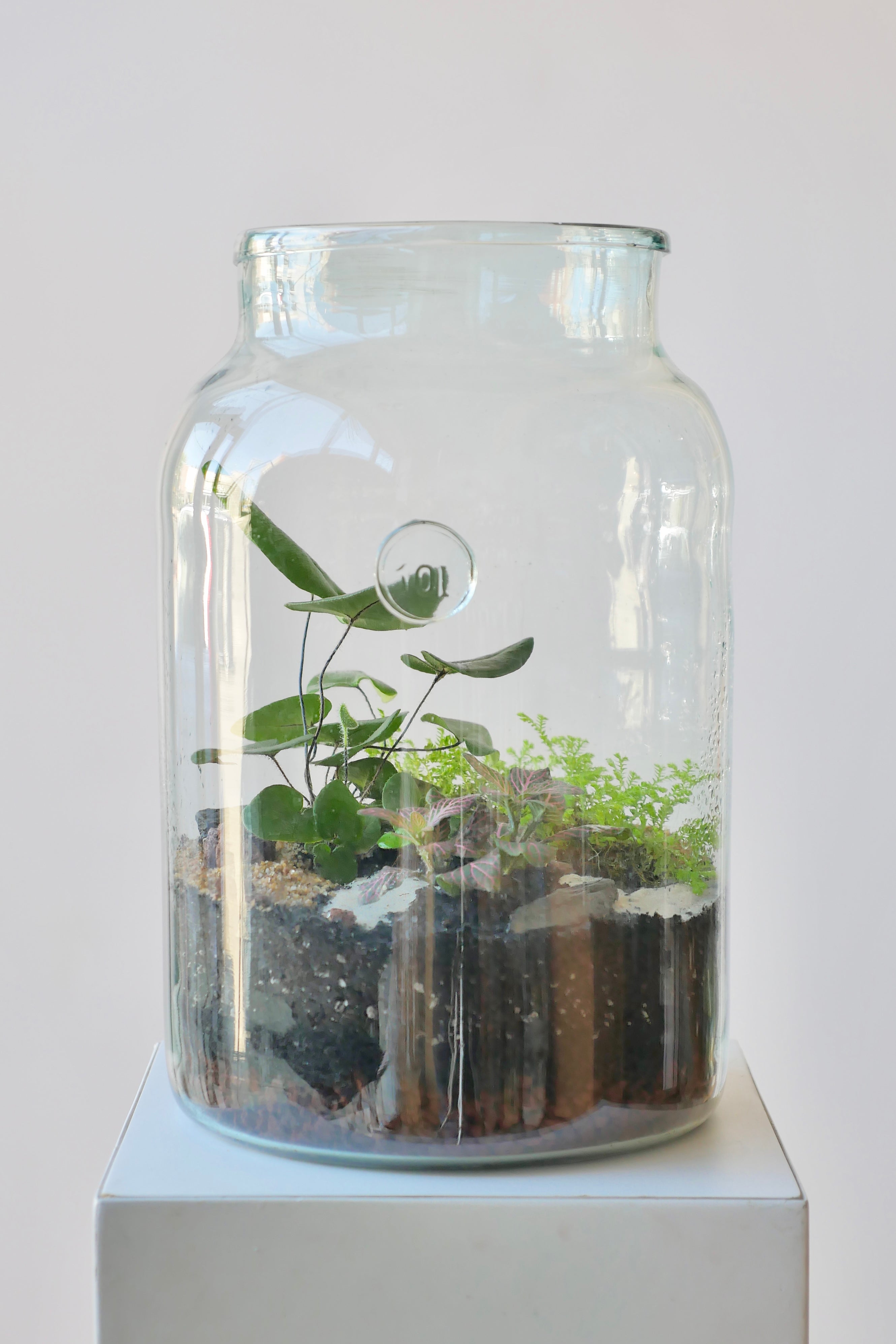 A foliage based 10L mason jar Terrarium by Sprout-home featuring a heart fern standing above other plants.  #style_foliage