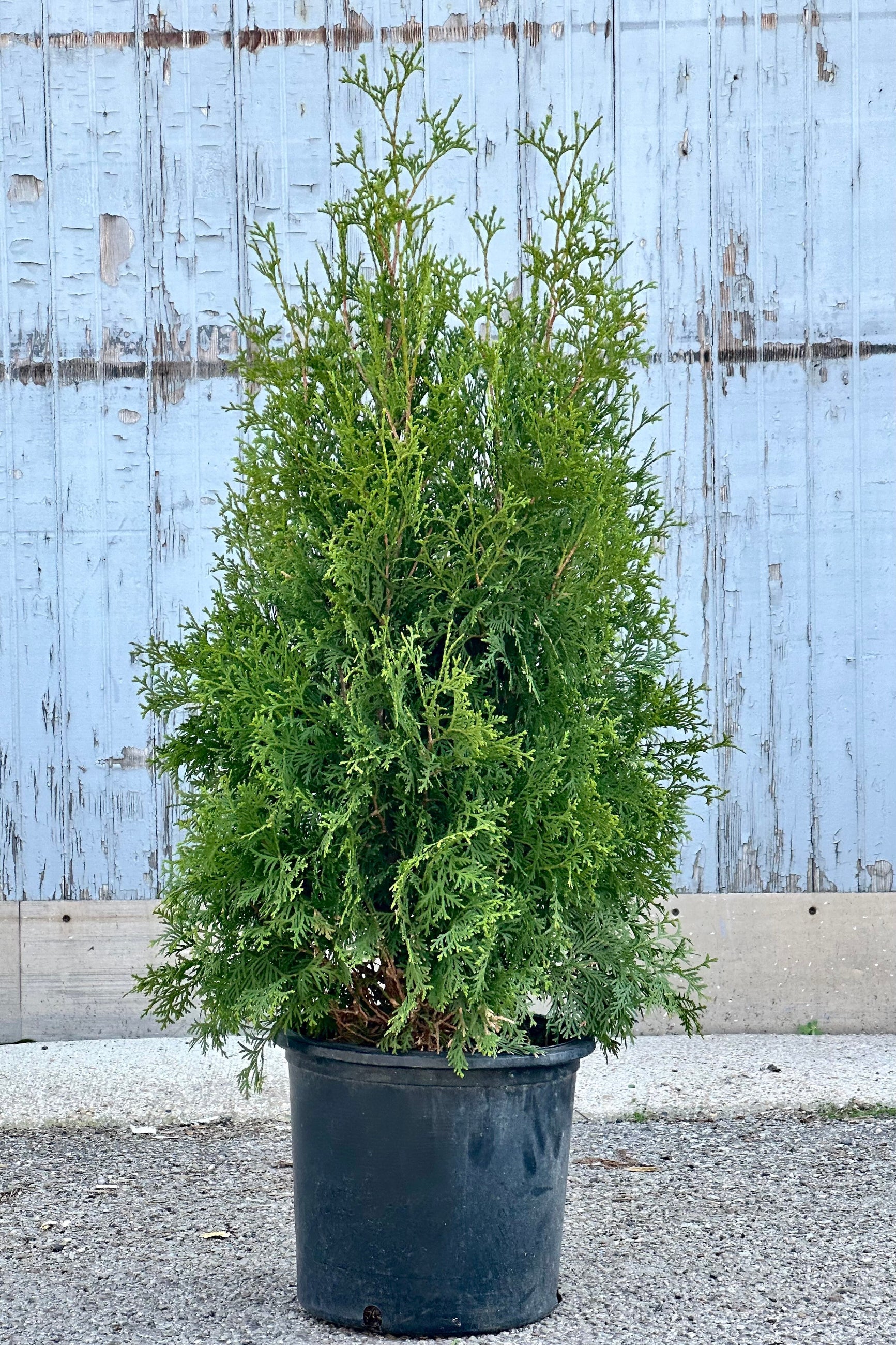 Thuja 'Pyramidalis' in a #5 growers pot the end of April in front of a blue gray wall.  ©Sprout Home