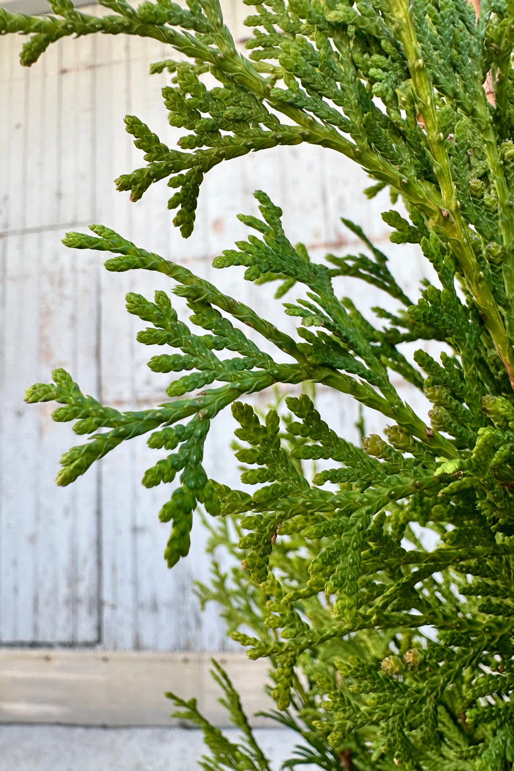 Detail of the evergreen lace like limbs of the Thuja 'Pyramidalis' the end of April.©Sprout Home