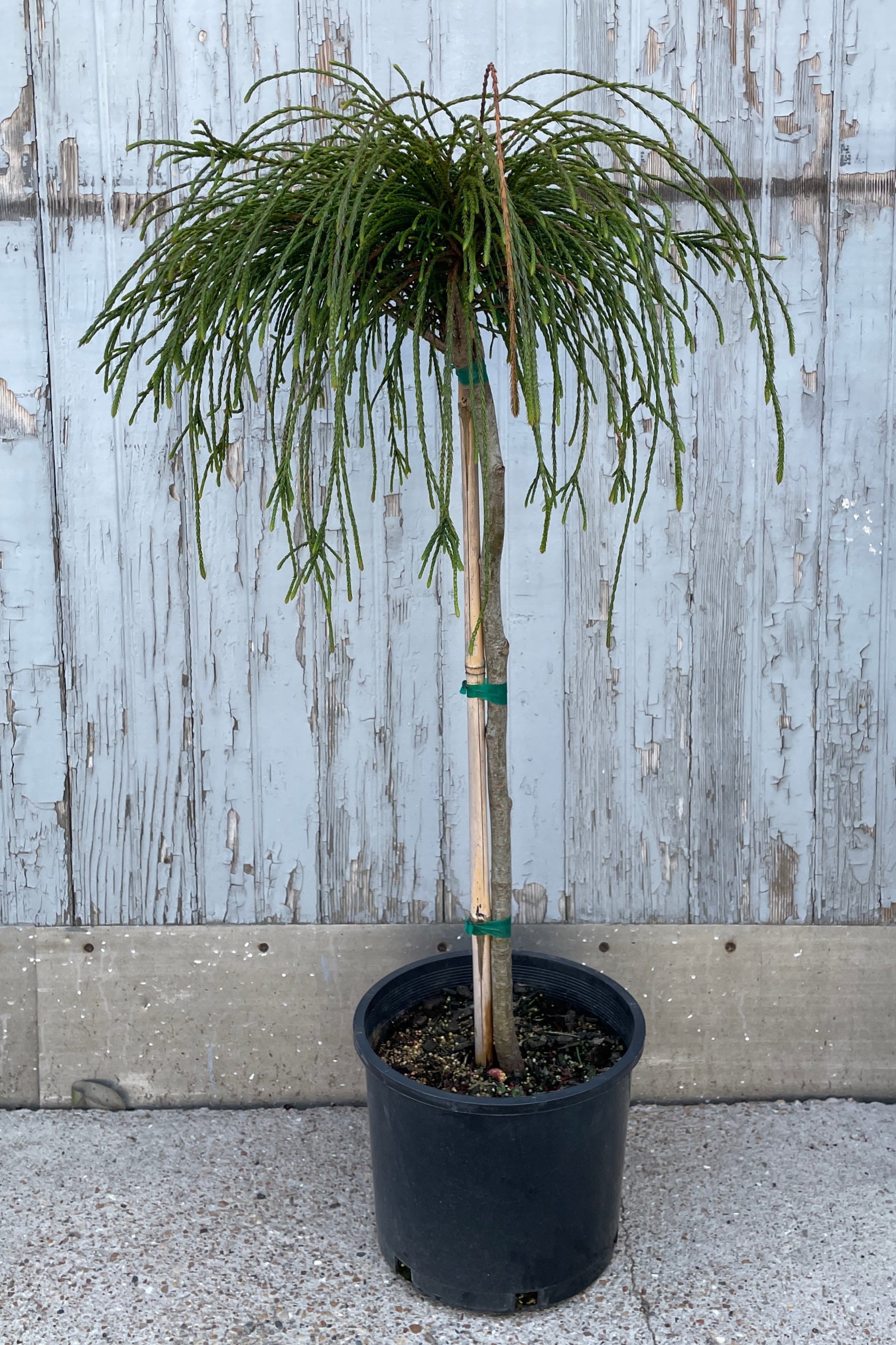  Super cool evergreen standard, the Thuja 'Whipcord' in April at Sprout-home. ©Sprout Home