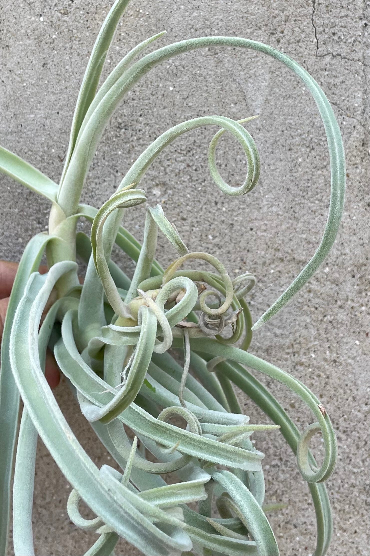 A close up picture of a Tillandsia duratii