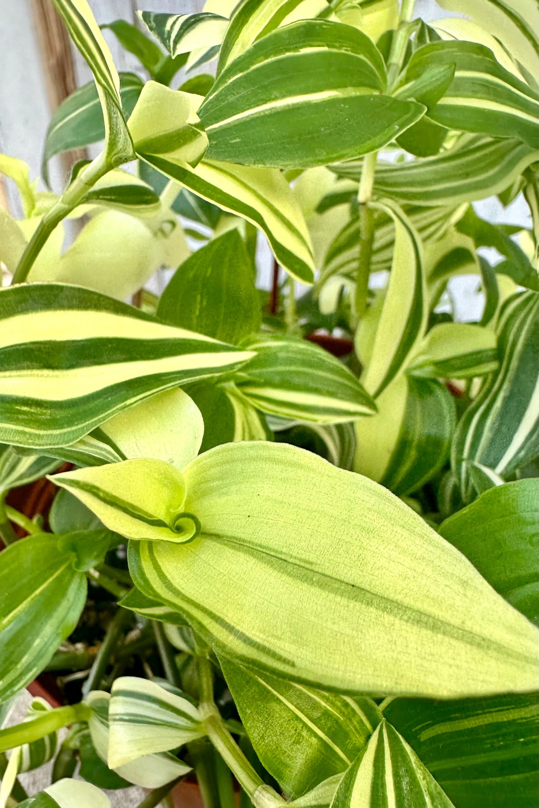 Up close detail of the green and lemon striped leaves of the Tradescantia fluminensis plant at Sprout-home. 