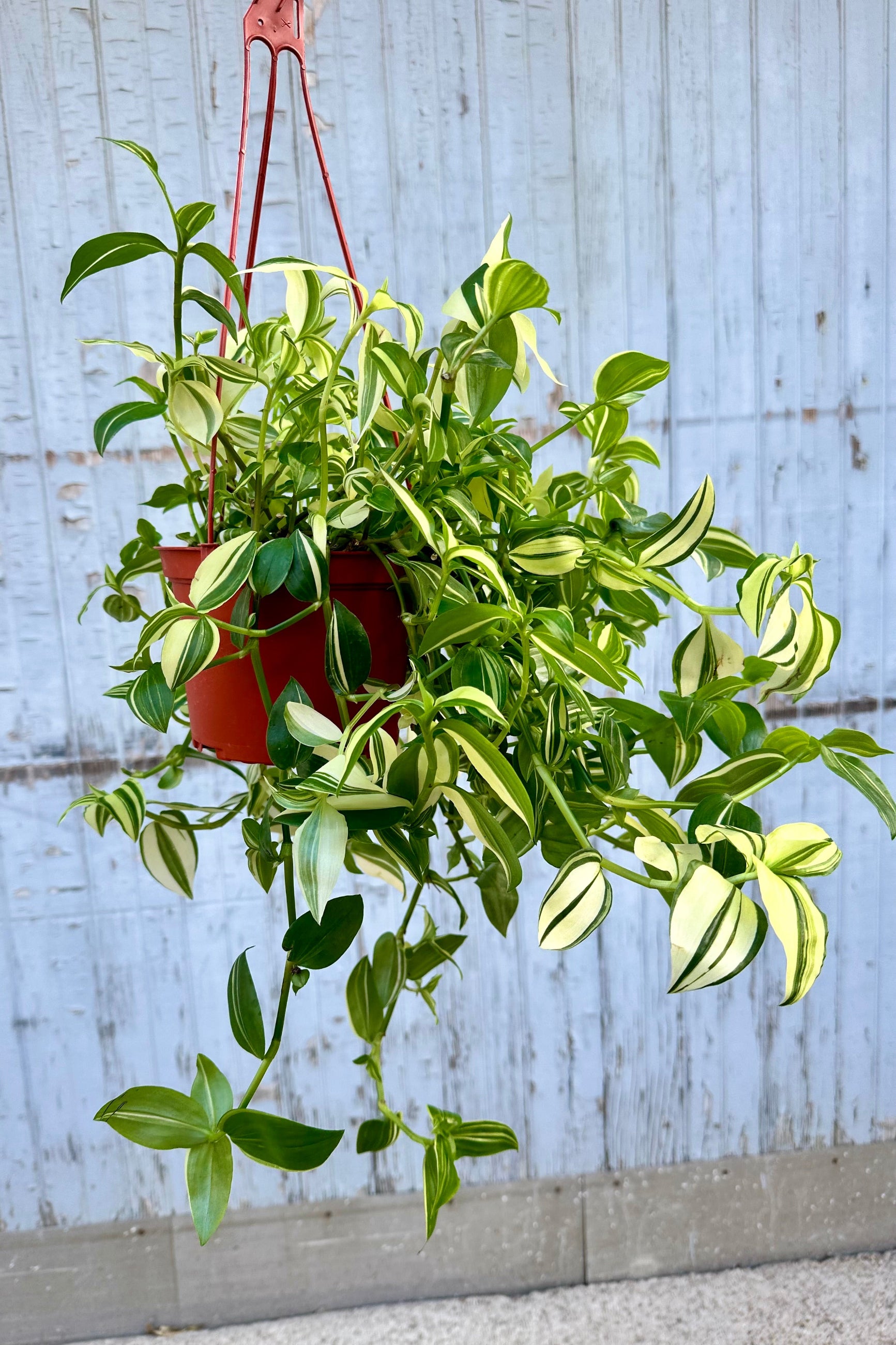 Tradescantia fluminensis plant with its lemon and green striped leaves hanging from a 6" growers pot at Sprout-home. 
