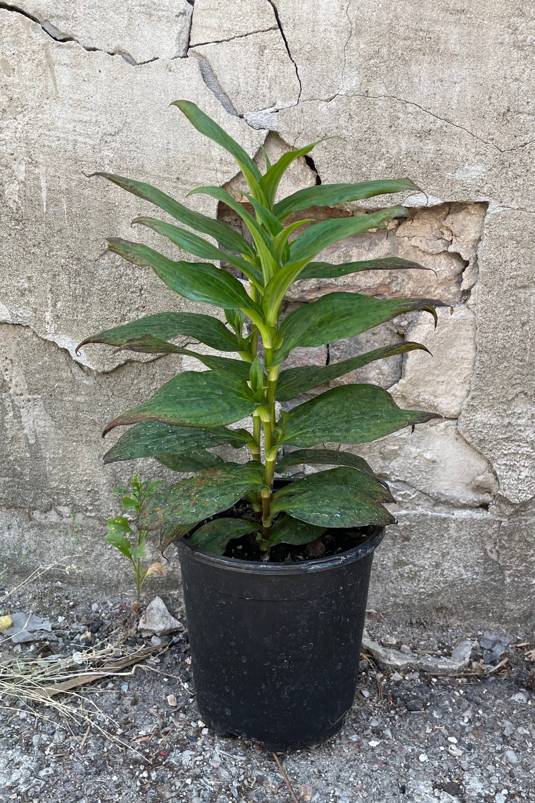 Tricyrtis 'Dark Beauty' in a #1 pot the beginning of June against a concrete wall.  ©Sprout Home