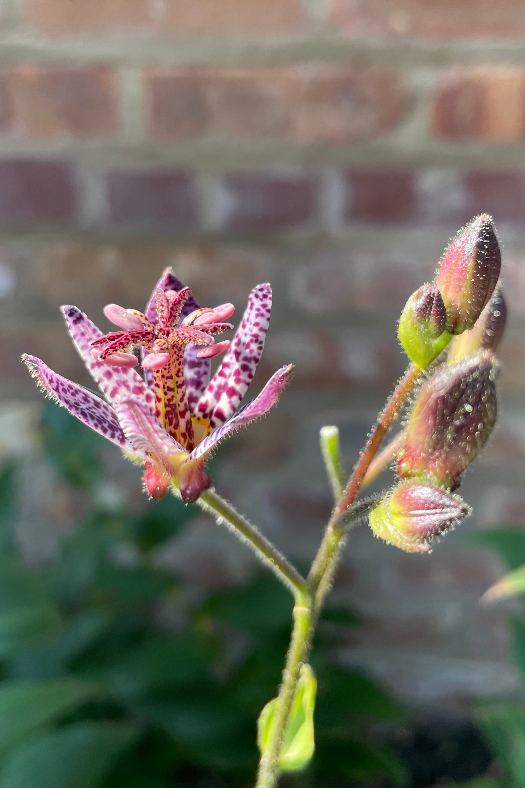 The small purple spotted flowers of the Tricyrtis 'Dark Beauty' the middle of August.  ©Sprout Home