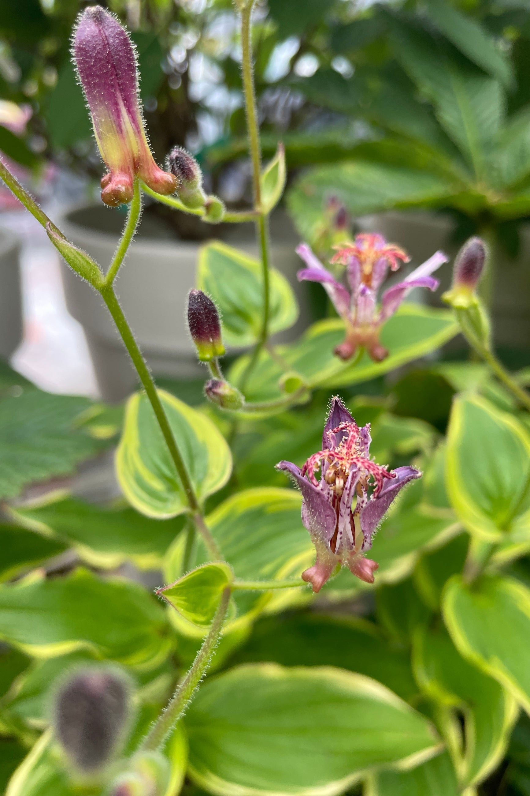 The lily like purple bloom of the Tricyrtis "Autumn Glow" the end of July at Sprout-home. ©Sprout Home