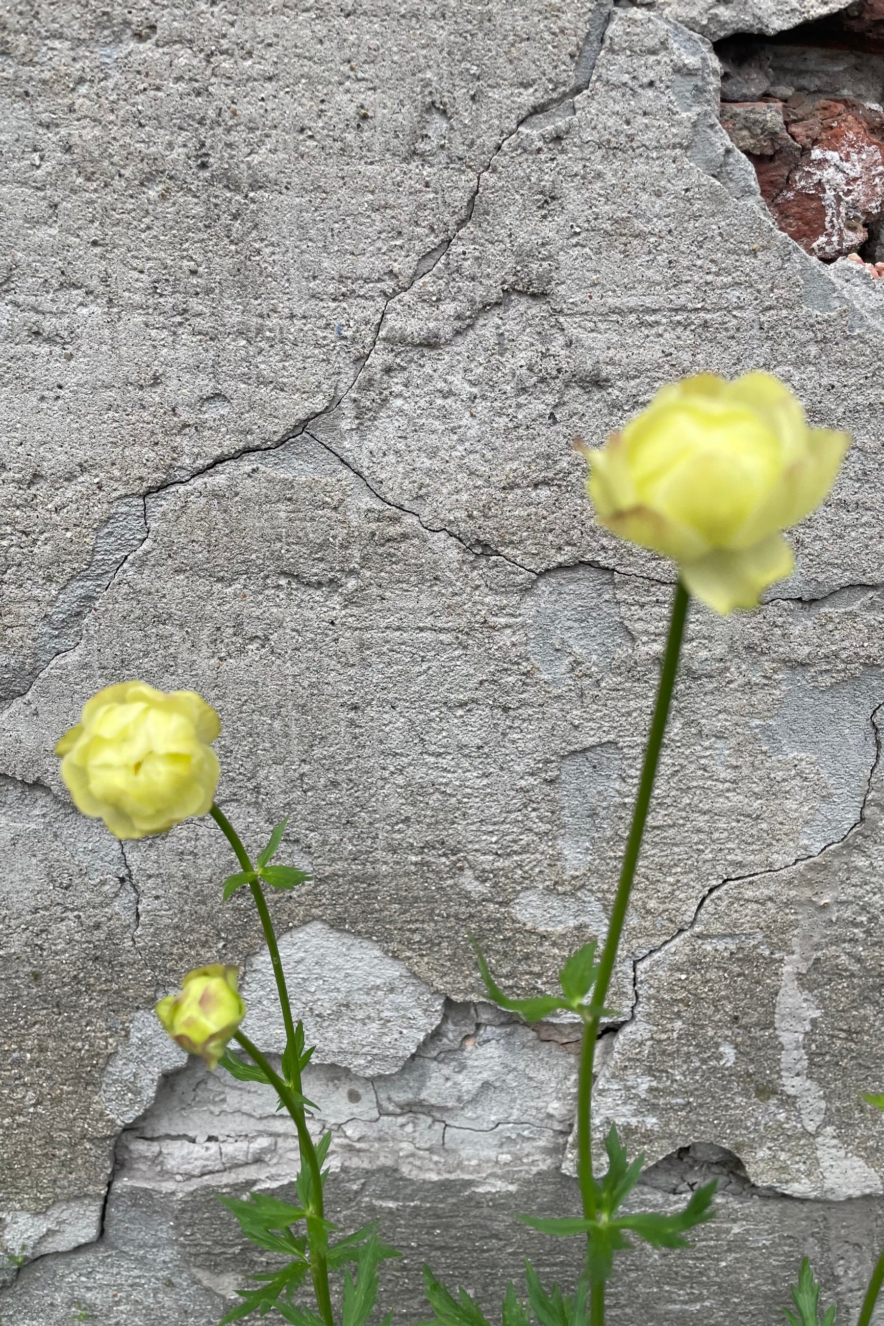 The cute lemon yellow flowers of the Trollius 'Cheddar' mid May against a concrete wall.  ©Sprout Home