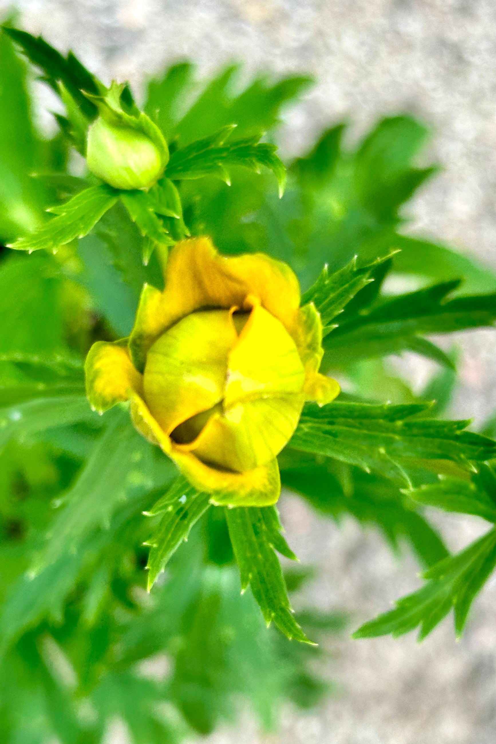 The yellow flower of Trollius 'Golden Queen' about to open the beginning of June at Sprout-home.  ©Sprout Home