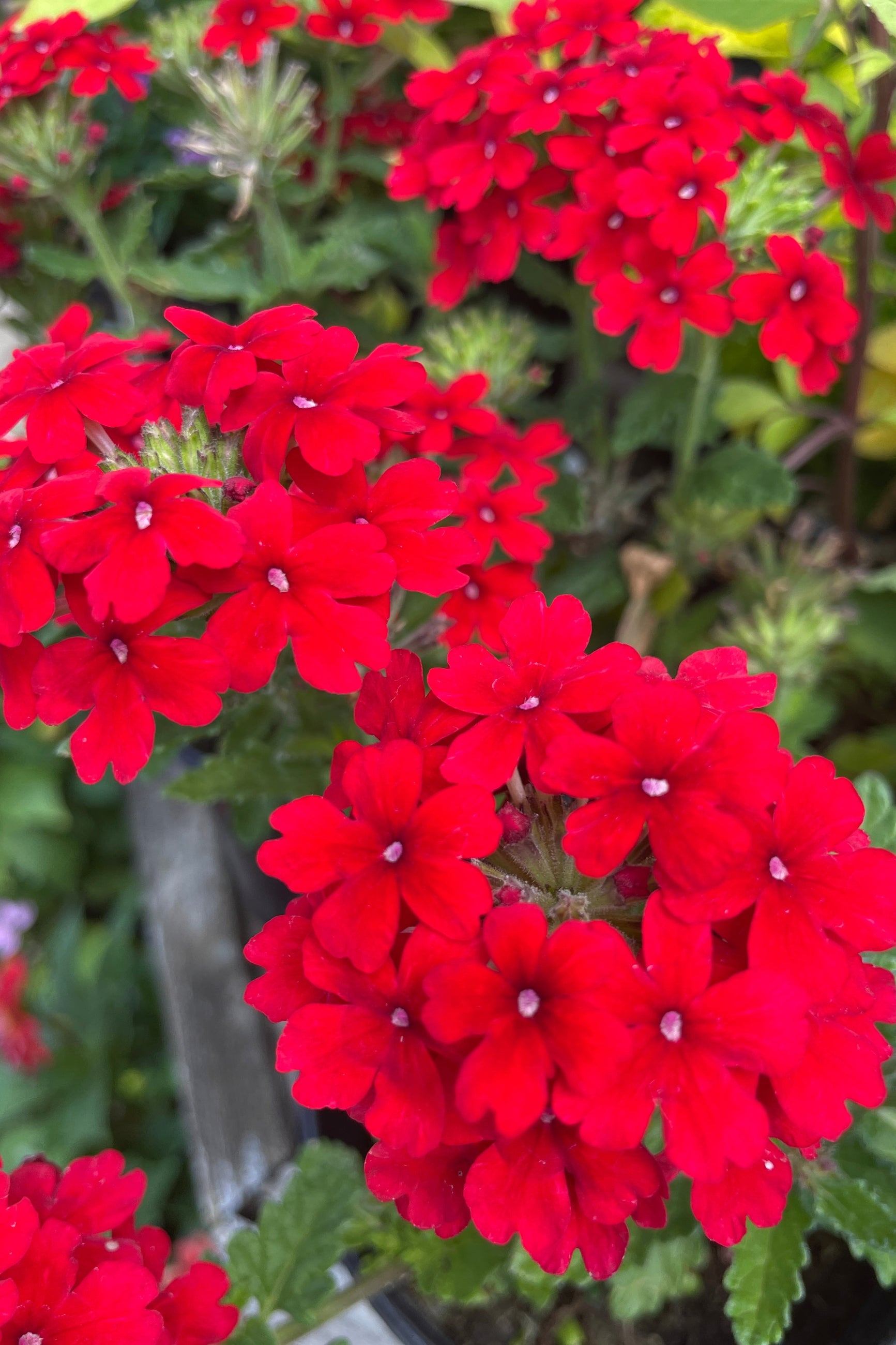 Verbena 'Firehouse Red' flowers in full bloom and up close the end of June at Sprout-home. ©Sprout Home