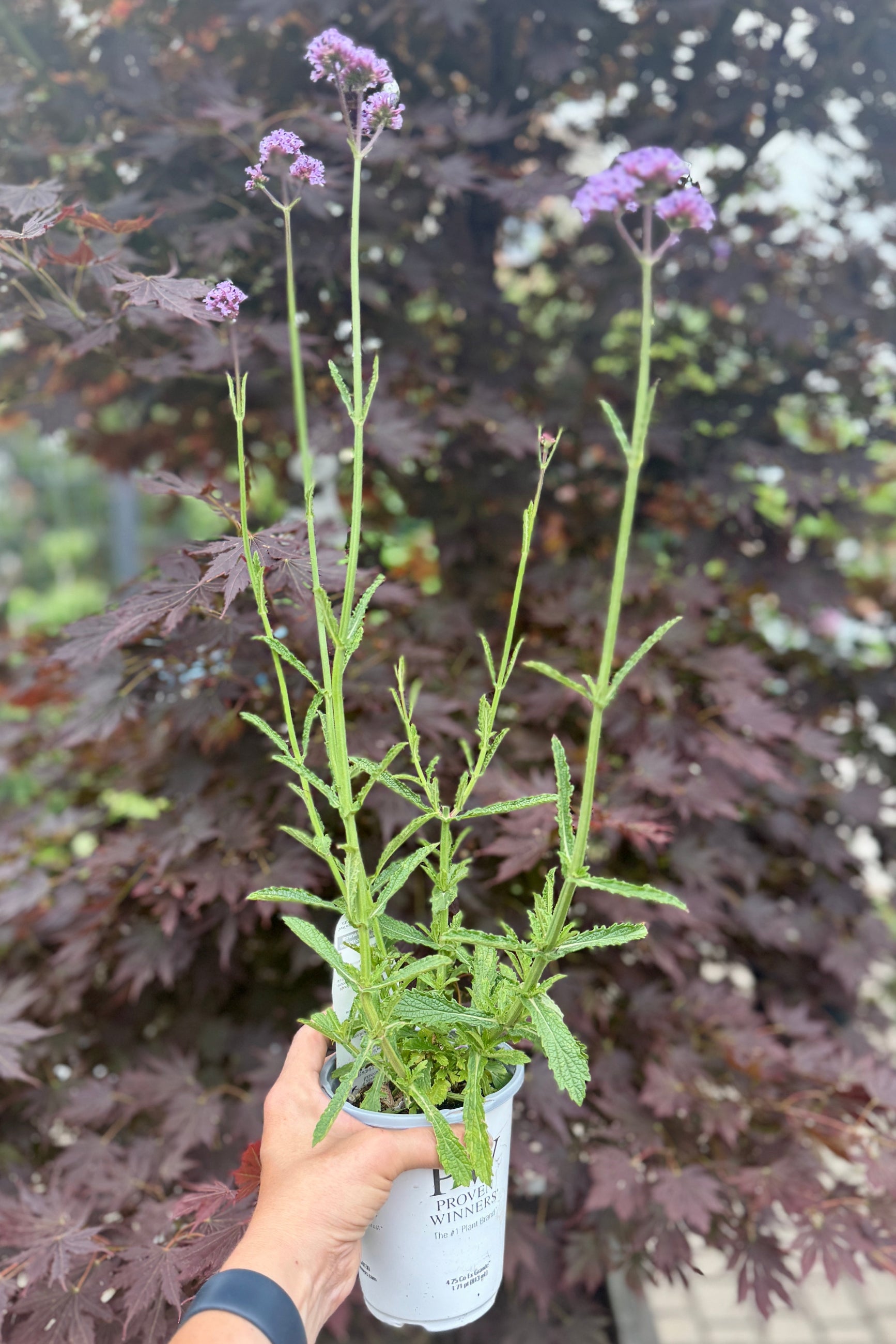 Verbena 'Meteor Shower' 4.5"  mid June in bloom ©Sprout Home