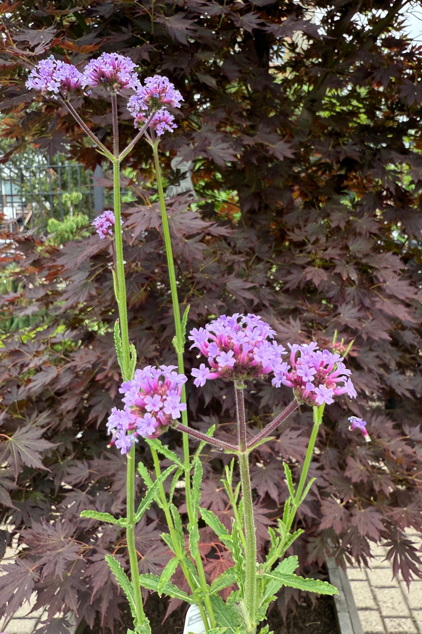 Verbena 'Meteor Shower' 4.5"  mid June in bloom ©Sprout Home