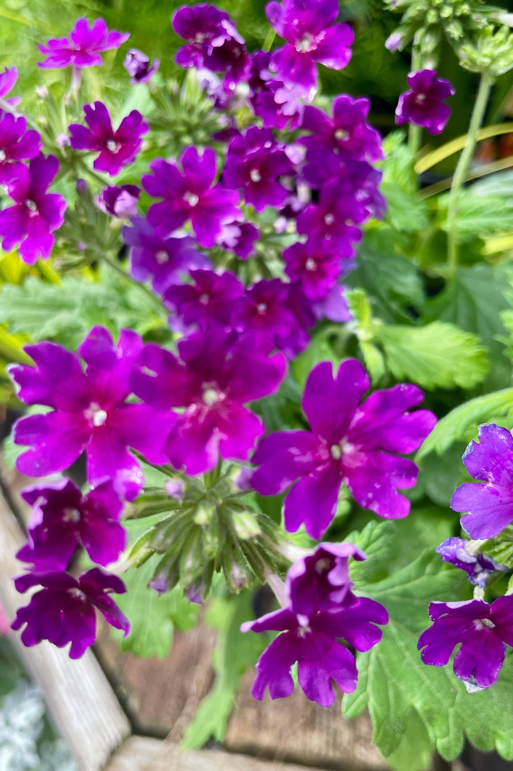 Verbena 'Cadet Upright Purple flowers blooming mid May at Sprout-home.  ©Sprout Home
