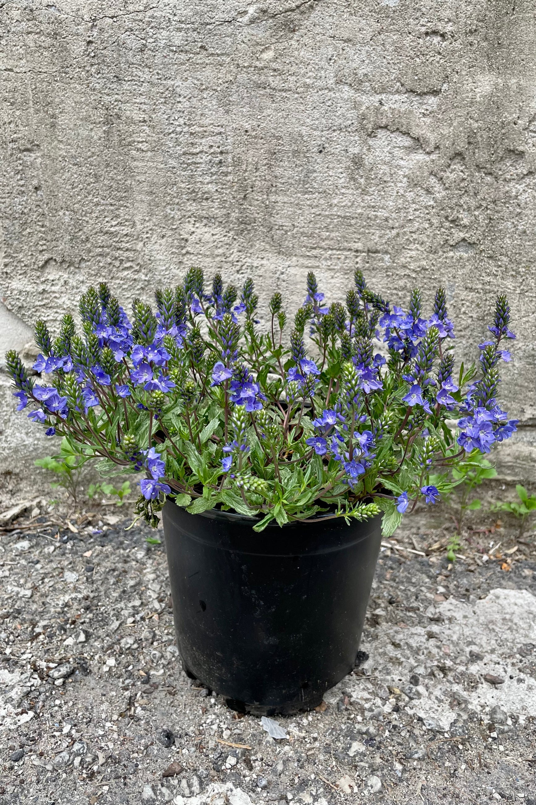 Veronica 'Blue Yonder' in full bloom showing the blue flowers above the green foliage the beginning of May in a #1 growers pot.  ©Sprout Home