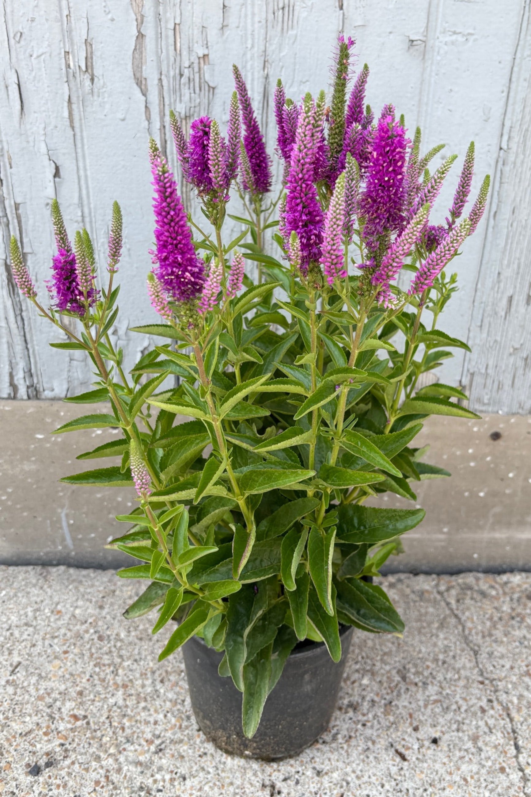 Veronica 'Very Van Gogh'  in a #1 growers pot in July in bloom against a wood wall ©Sprout Home