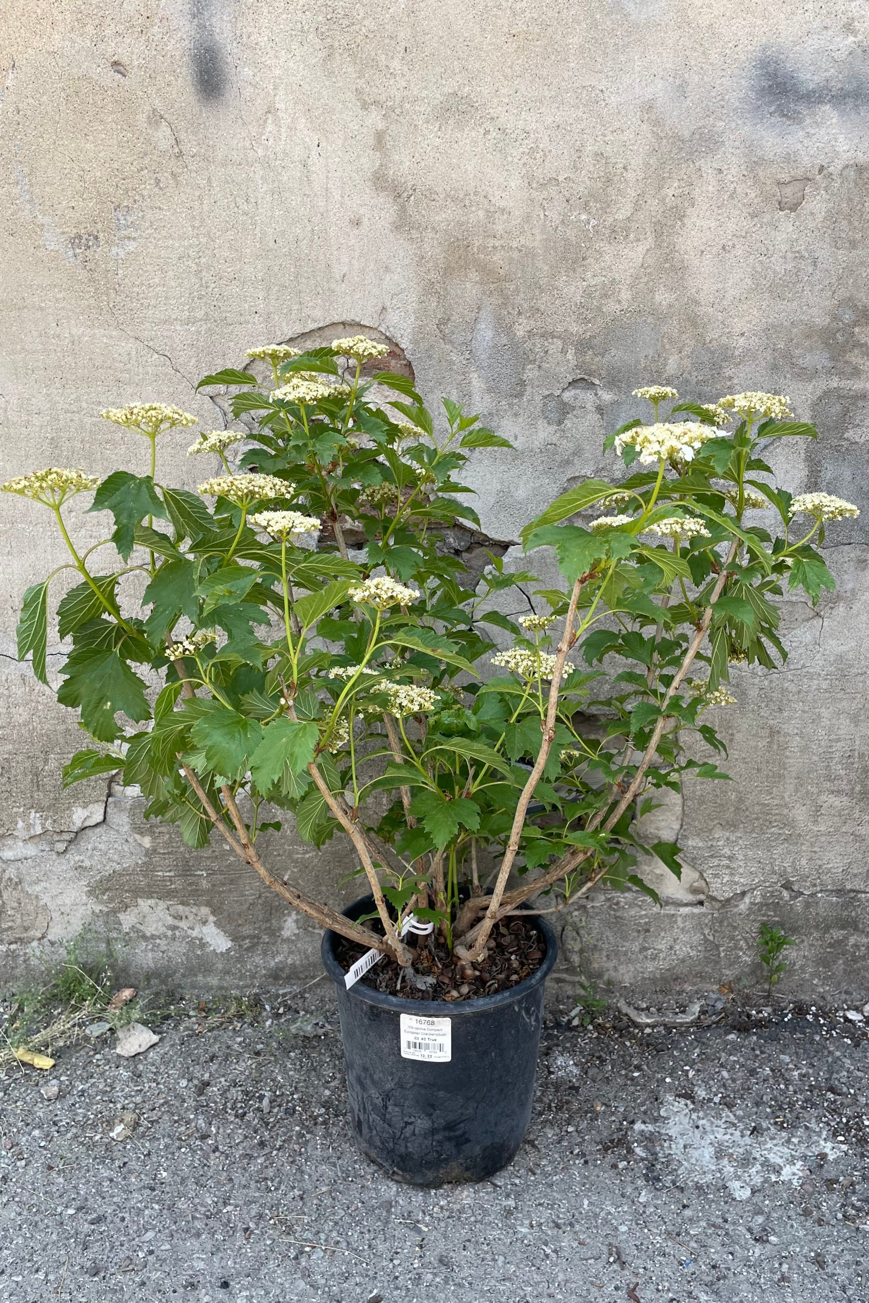 Viburnum 'Compactum' in a #2 growers pot blooming with its white flowers the beginning of June.  ©Sprout Home