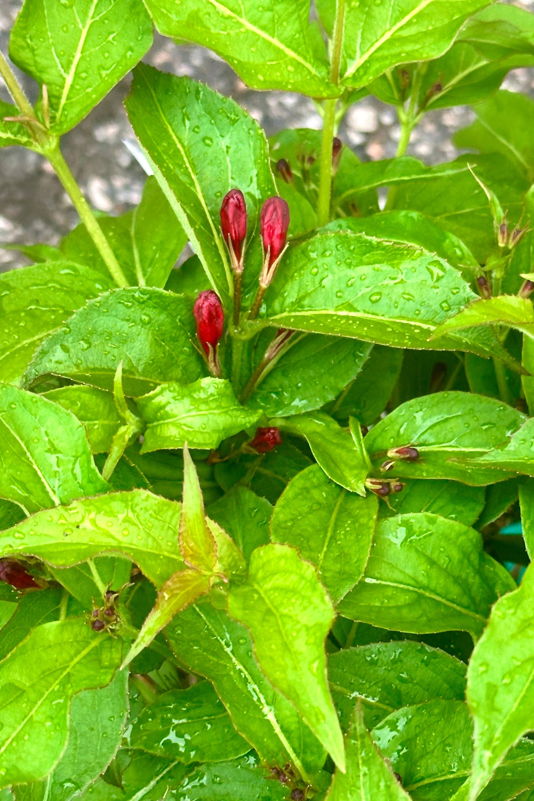 The red buds about to open the beginning of May on the Weigela 'Sonic Bloom' shrub at Sprout-home.  ©Sprout Home