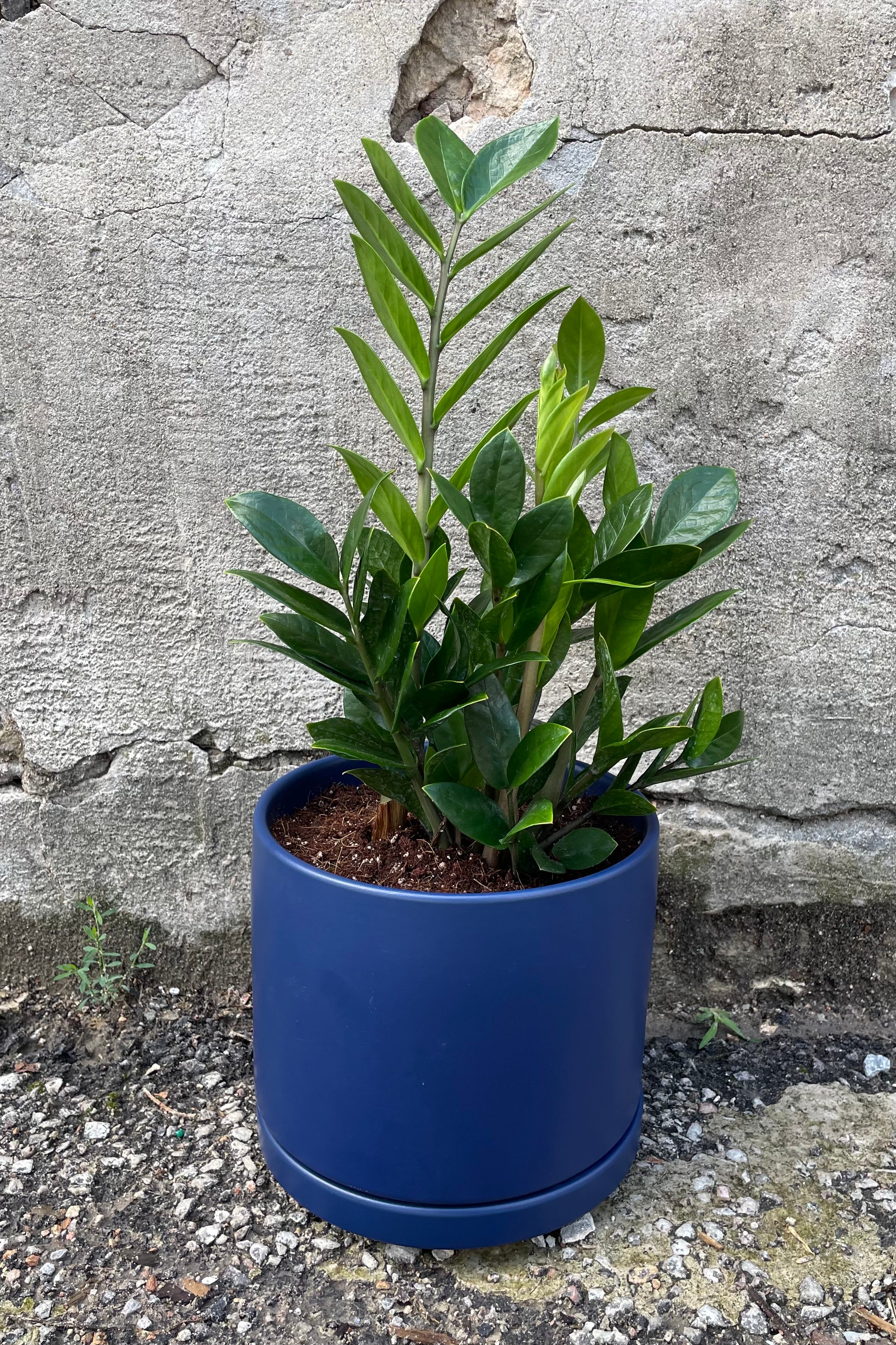 ZZ in a blue cylinder