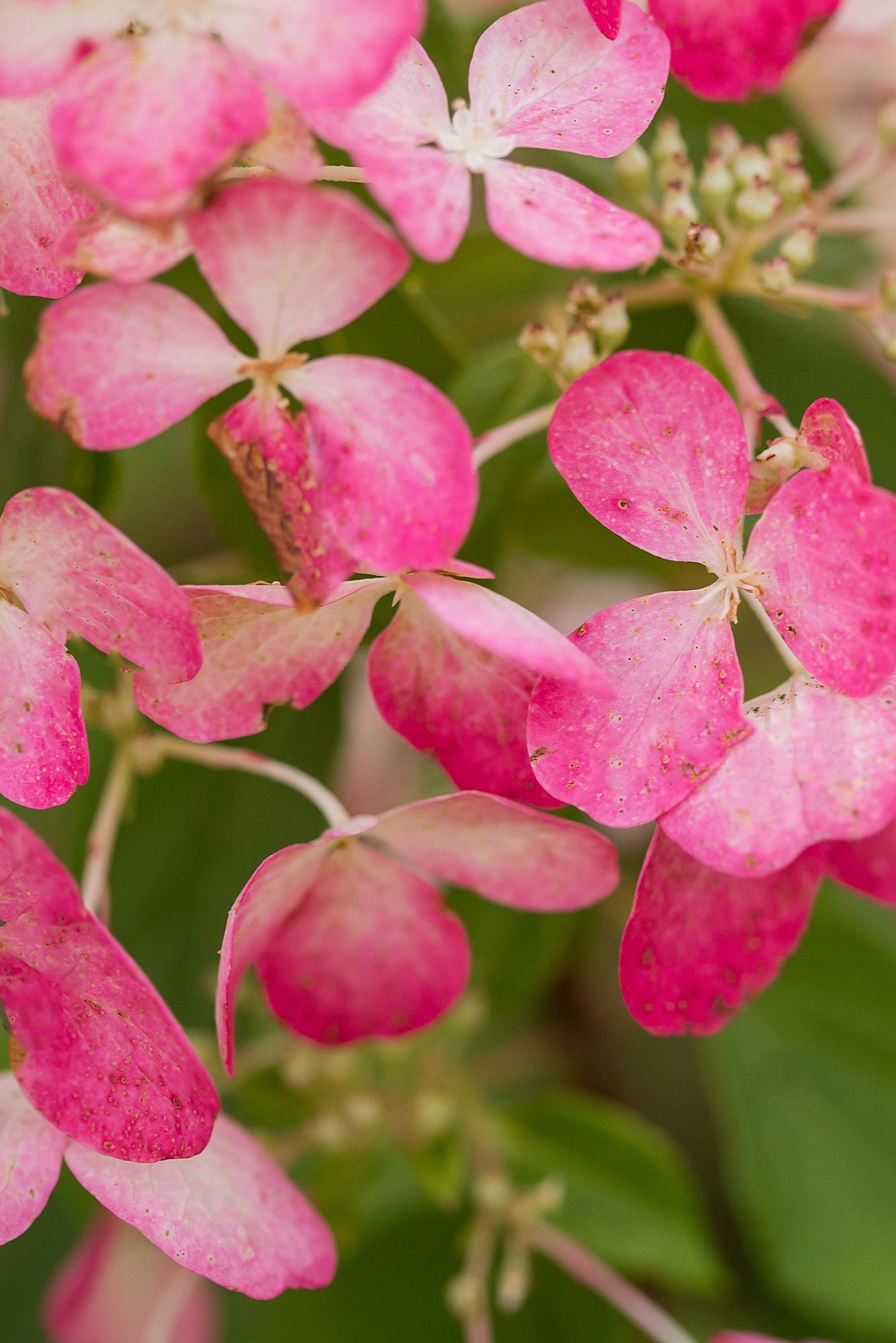 Hydrangea p. 'Diamond Rouge' flowers as they turned raspberry pink and up close  ©Bailey Nurseries