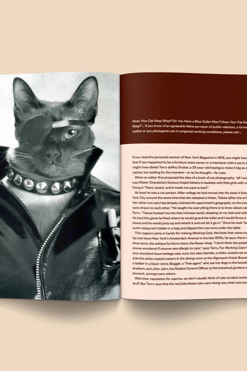 Catnip Magazine showing a page of the interior with a black and white punk cat  by Broccoli.