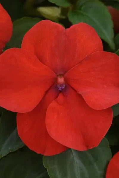 Impatiens walleriana 'Beacon Red' flower with its red petals up close ©Clesen Wholesale