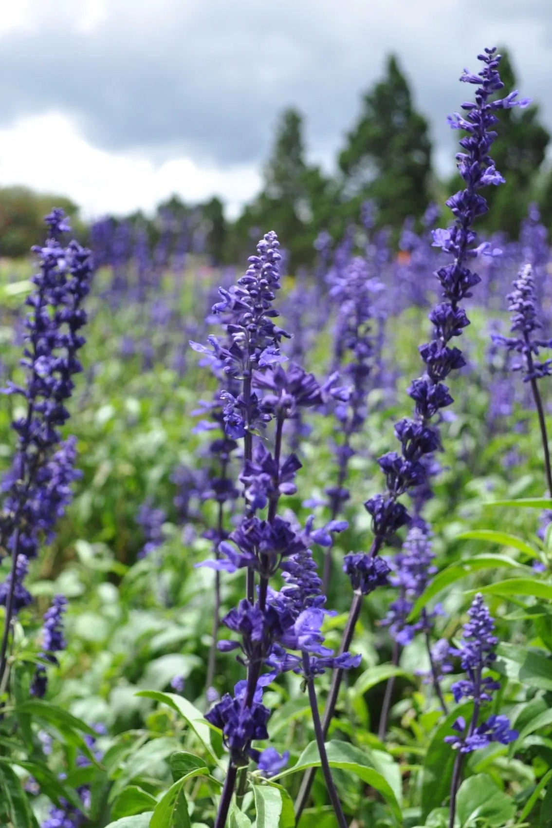 Salvia 'Victoria Blue' in bloom ©Clesen Wholesale