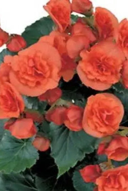 Begonia that is part of the Selenia series in a coral orange color ©Clesen Wholesale