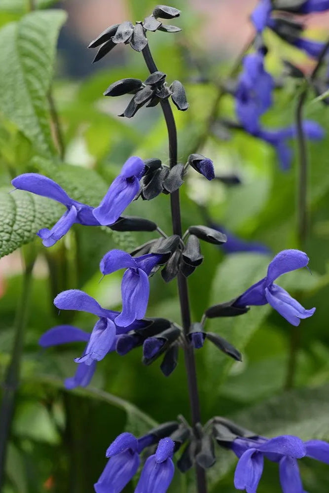 Salvia 'Black & Blue' in bloom ©Clesen Wholesale