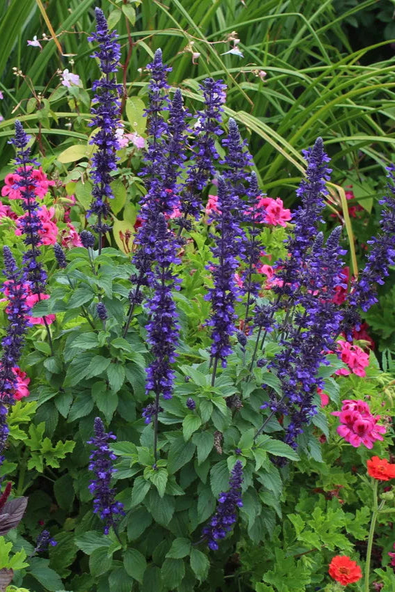 Salvia 'Mystic Spires' in bloom ©Clesen Wholesale