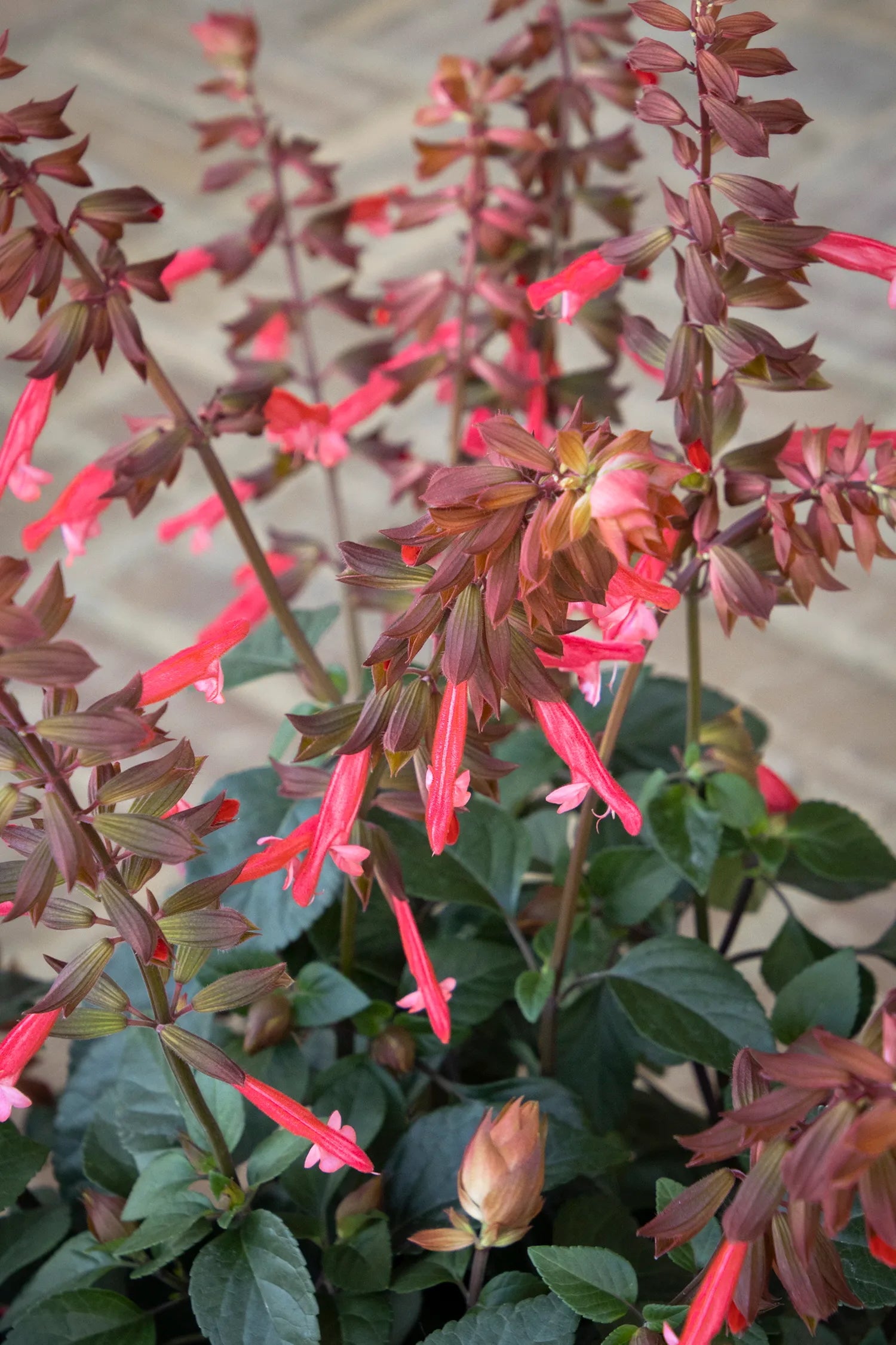 Salvia 'Skyscraper Orange' in bloom ©Clesen Wholesale