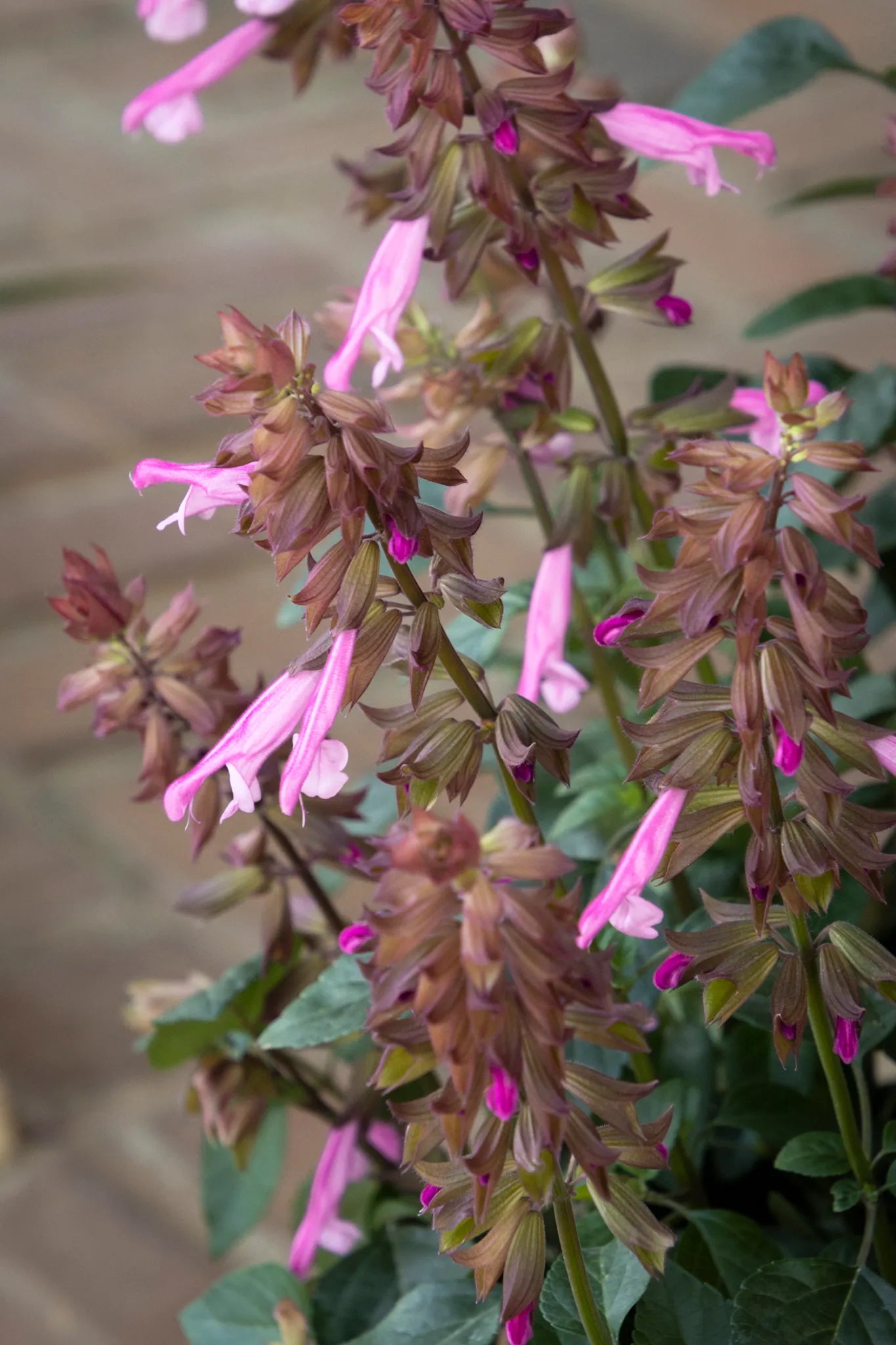 Salvia 'Skyscraper Pink' in bloom ©Clesen Wholesale