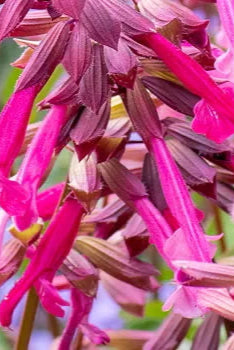 Salvia 'Skyscraper Dark Purple' in bloom ©Clesen Wholesale