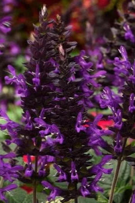 Salvia 'Purple and Bloom' in bloom ©Clesen Wholesale